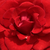 Roșu - Trandafir pentru straturi Floribunda - Hansestadt Lübeck®